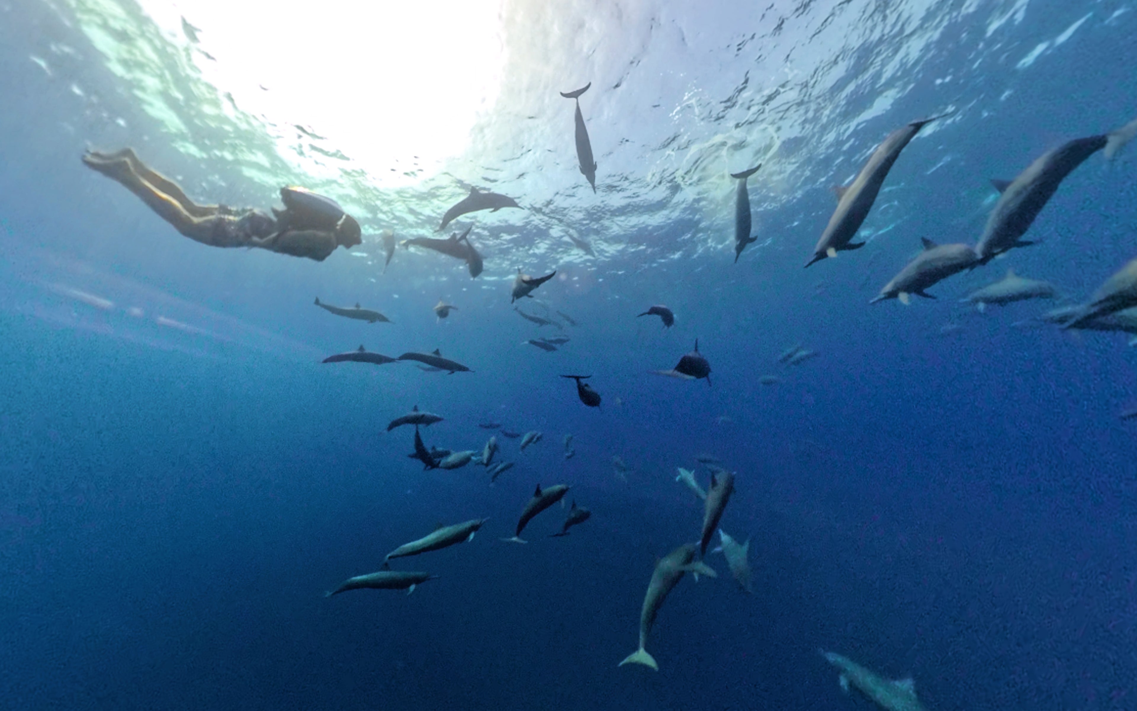 CudaJet Underwater Jetpack flying with dolphins, superyacht toy