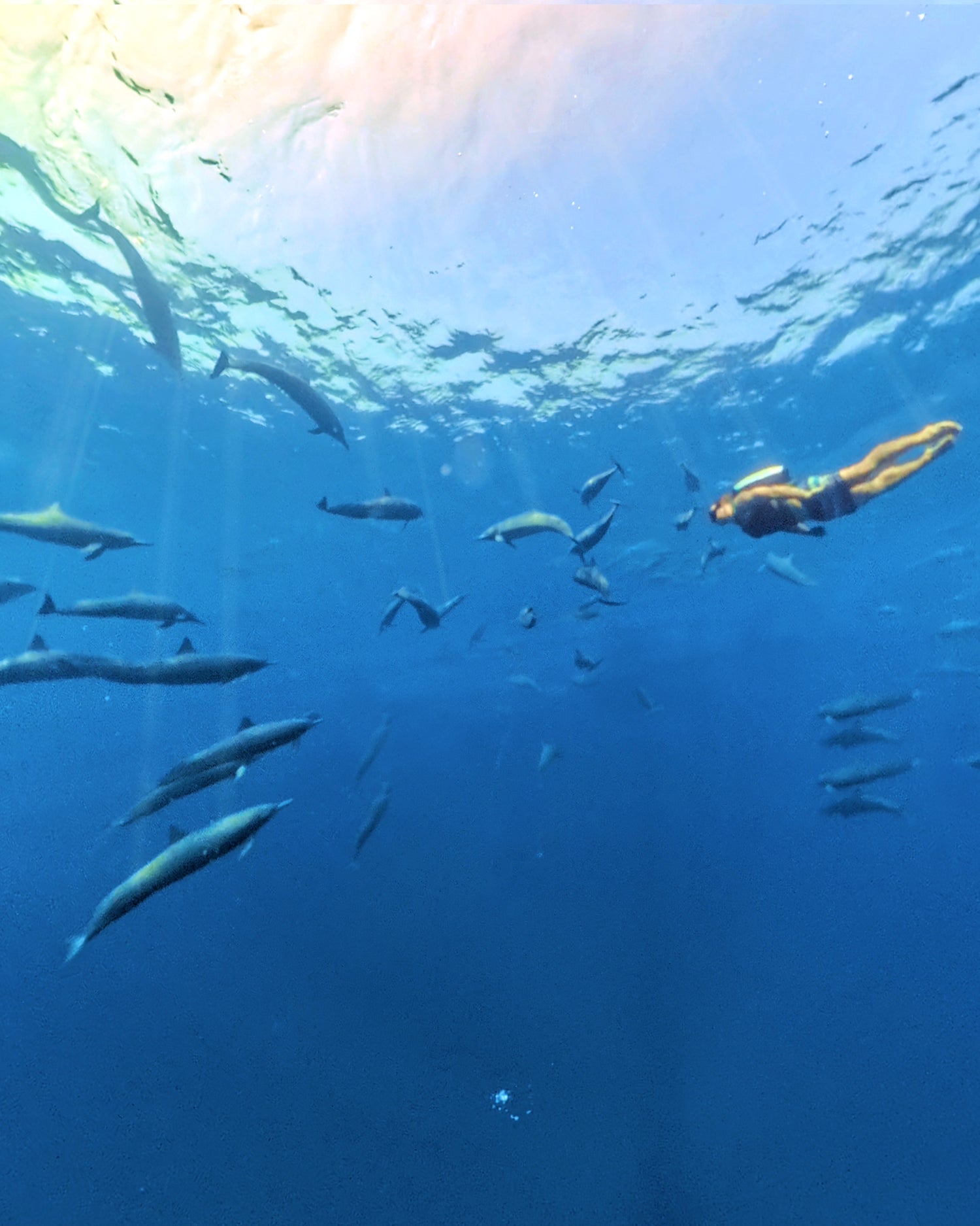 Underwater Jetpack and Dolphins interacting with CudaJet in open water, high-speed flight in America, USA